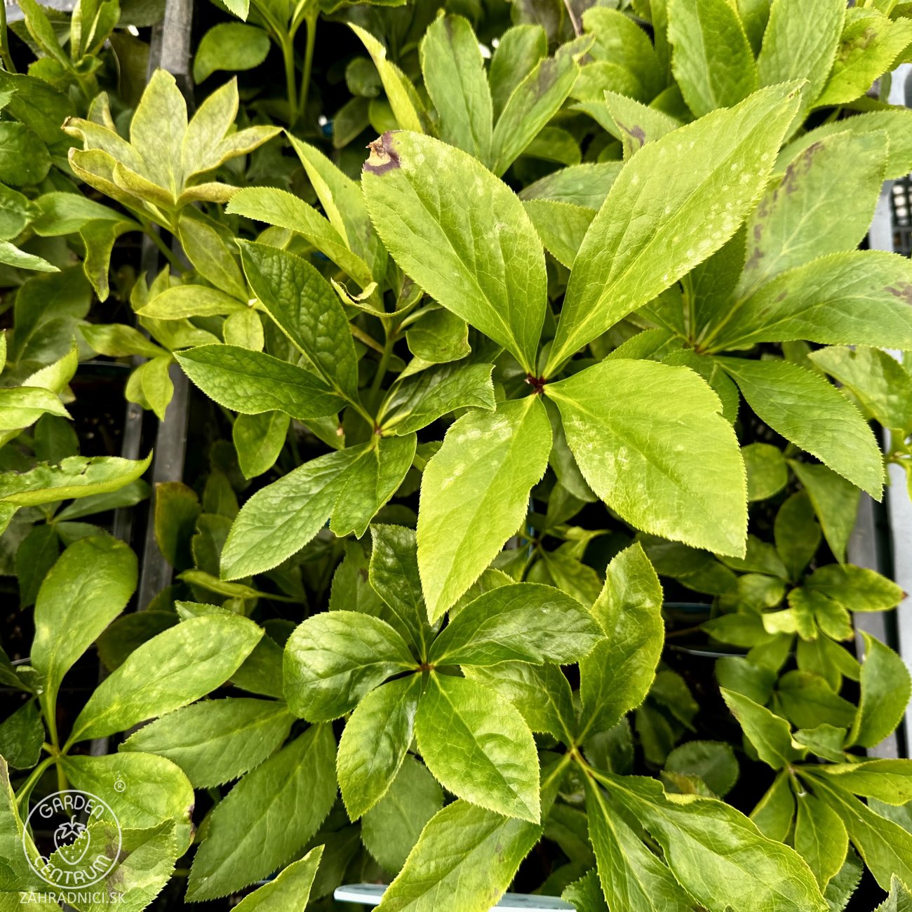 Obrázok Čemerica čierna (Helleborus niger) ´CHRISTMAS CAROL´ - kont. C2L